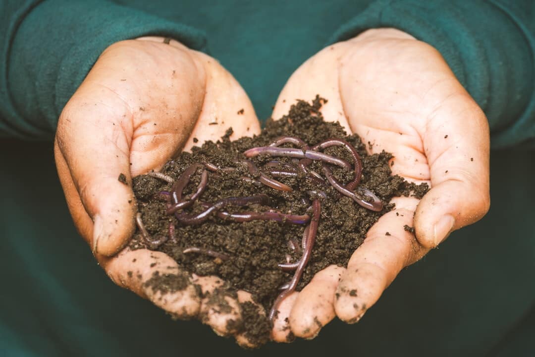 Discover What Are Worm Castings and Their Garden Magic