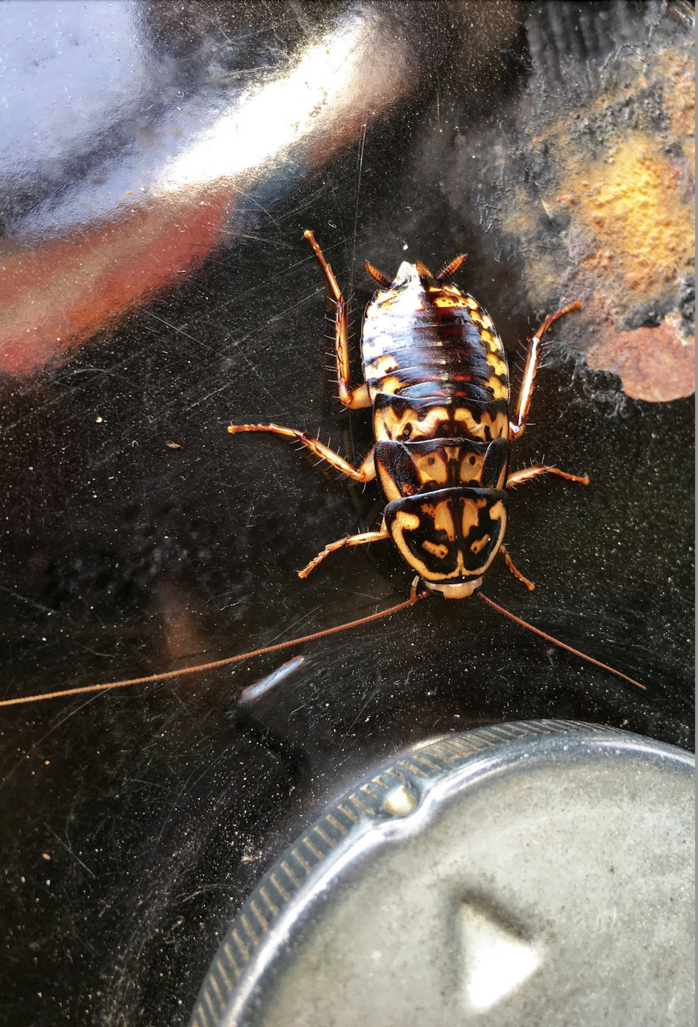 Baby Cockroach