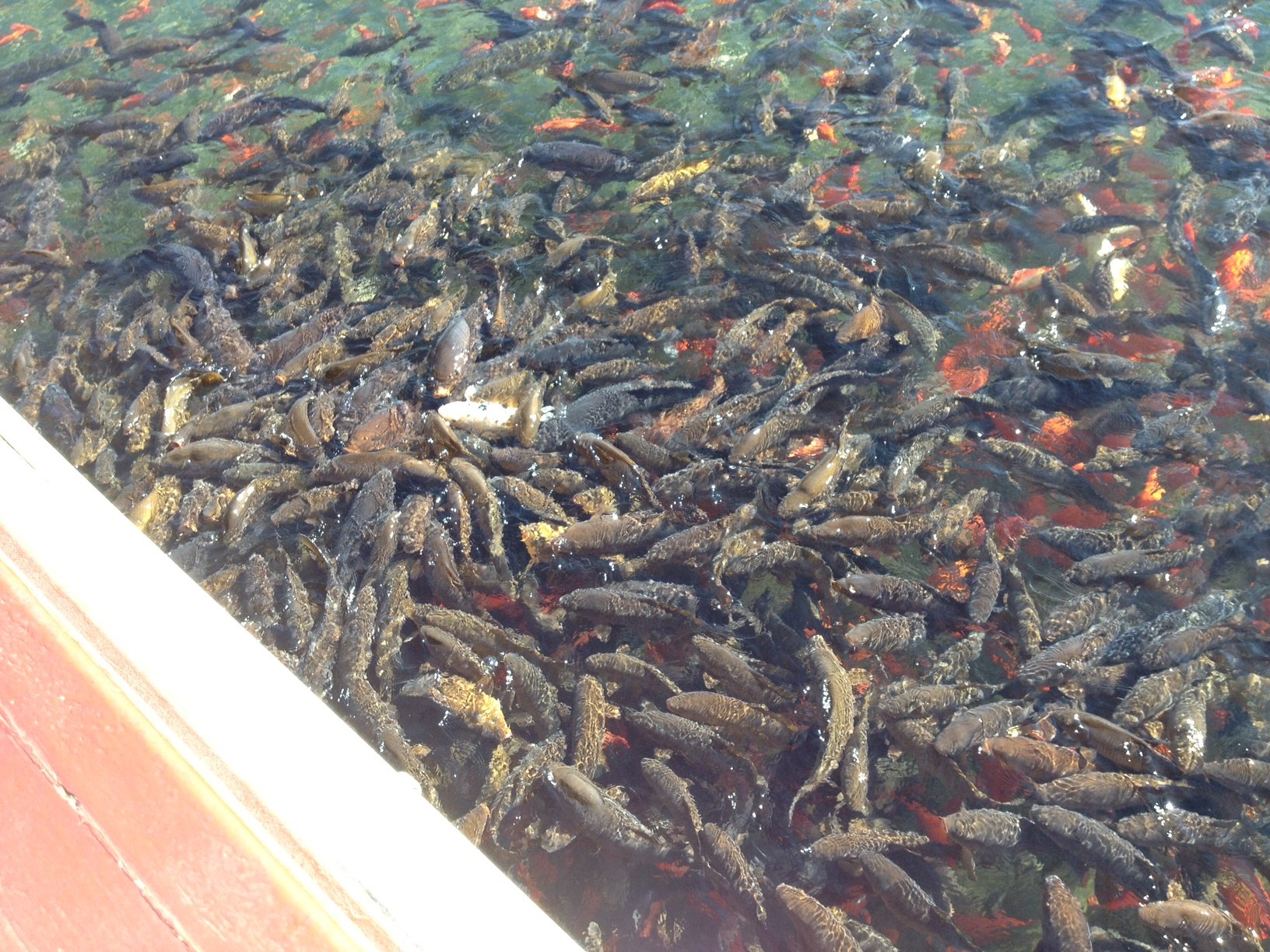 Catfish: The Best Time to Fish