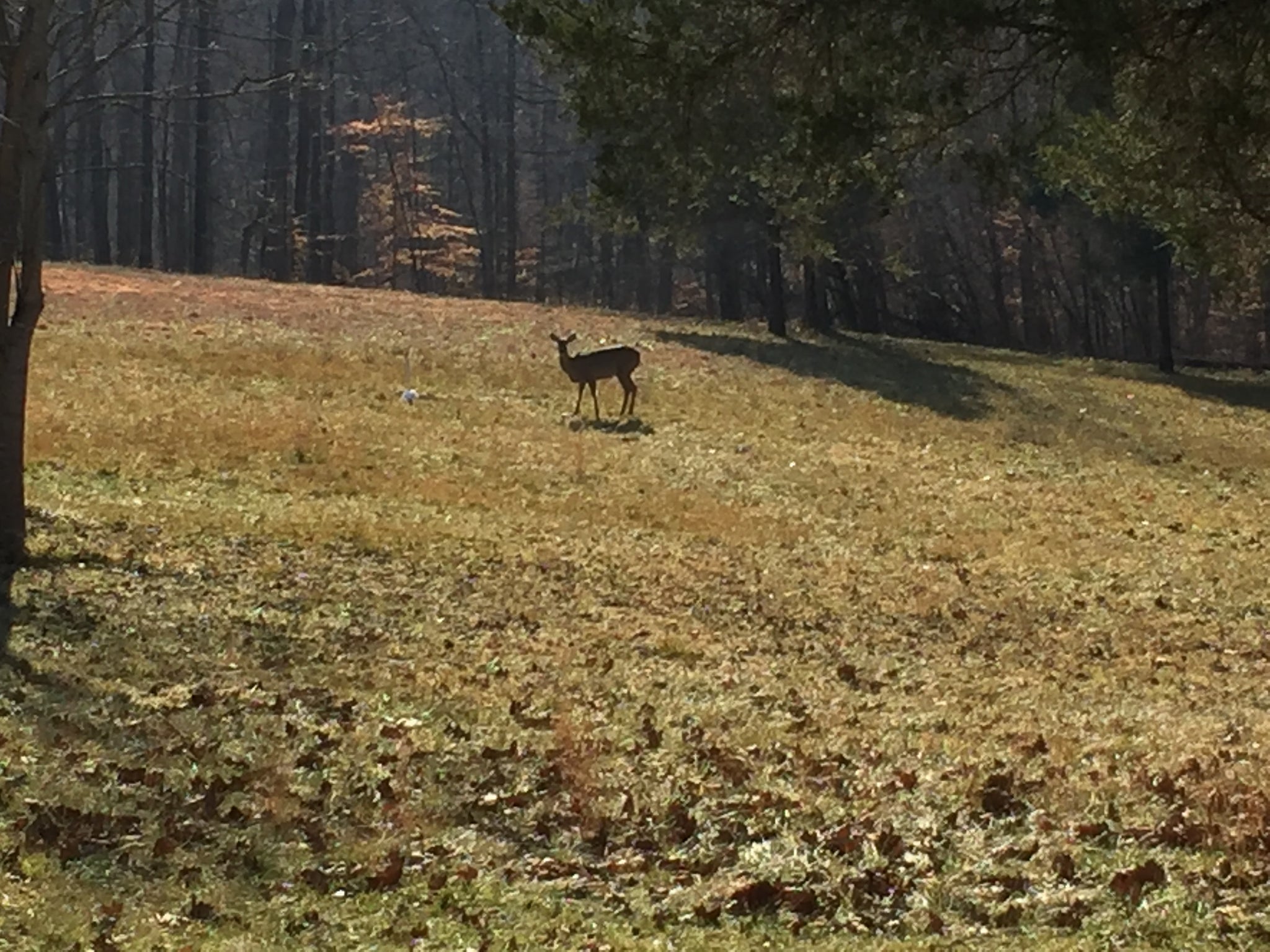 White Tail Deer - Brown County, Indiana