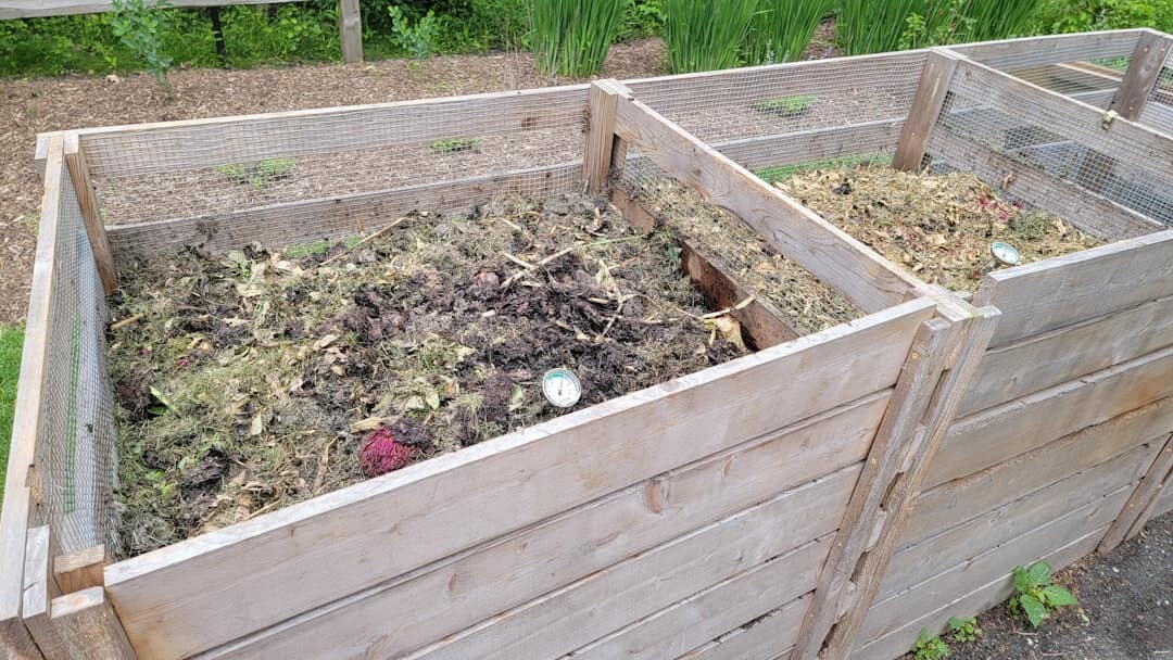How Many Worms for Compost Bin: A Quick Guide