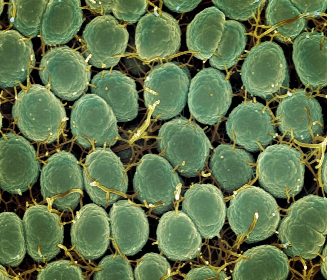 Discover How Beneficial Soil Microbes Boost Plant Growth