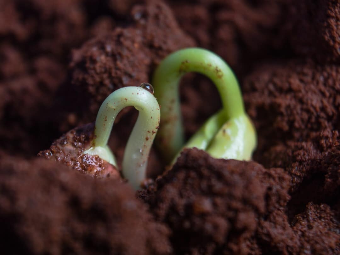 Soil Versus Dirt: Exploring Brown County's Rich Earth