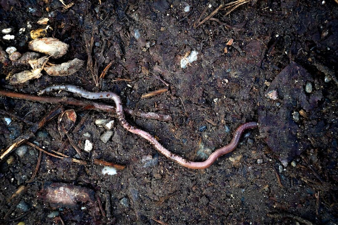 Boost Your Garden: Explore Worm Castings in Brown County