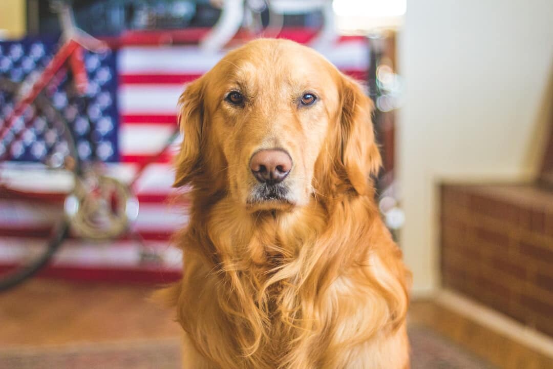Tail-Wagging Dog Gift Ideas: From Practical to Paw-some