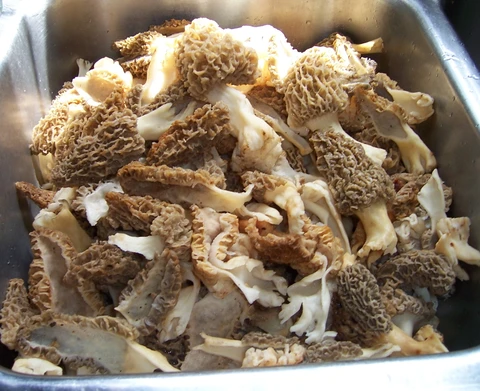 Those Elusive Morel Mushrooms