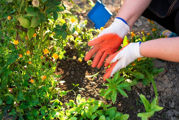 How to Nurture Plants for a Thriving Brown County Garden