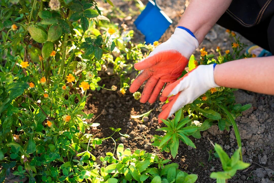 How to Nurture Plants for a Thriving Brown County Garden