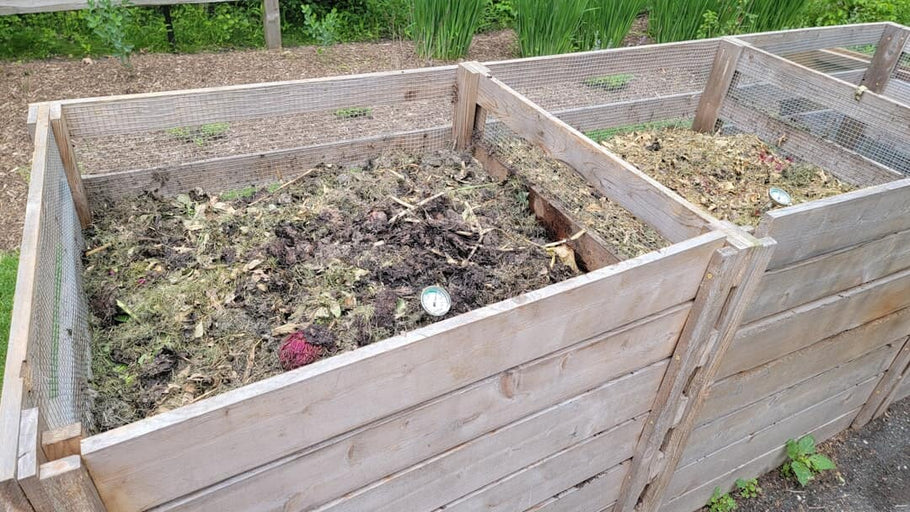 How Many Worms for Compost Bin: A Quick Guide