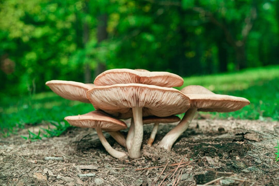 Exploring Fungi: A Guide to Brown County's Natural Wonders