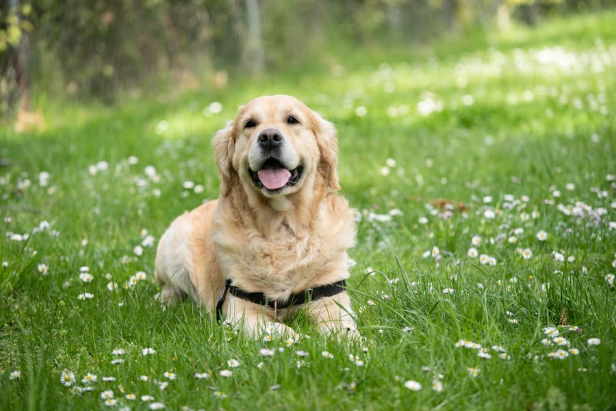Explore Brown County with a Doginist Tee
