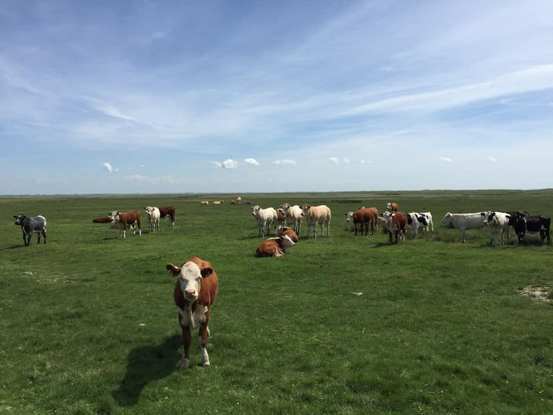 Revitalize Your Land: Tips for Overgrazed Pasture Repair