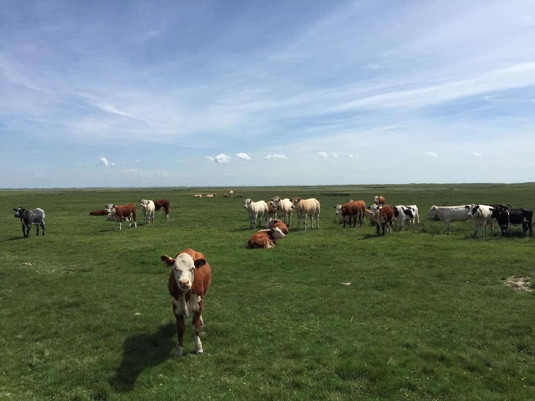 Revitalize Your Land: Tips for Overgrazed Pasture Repair